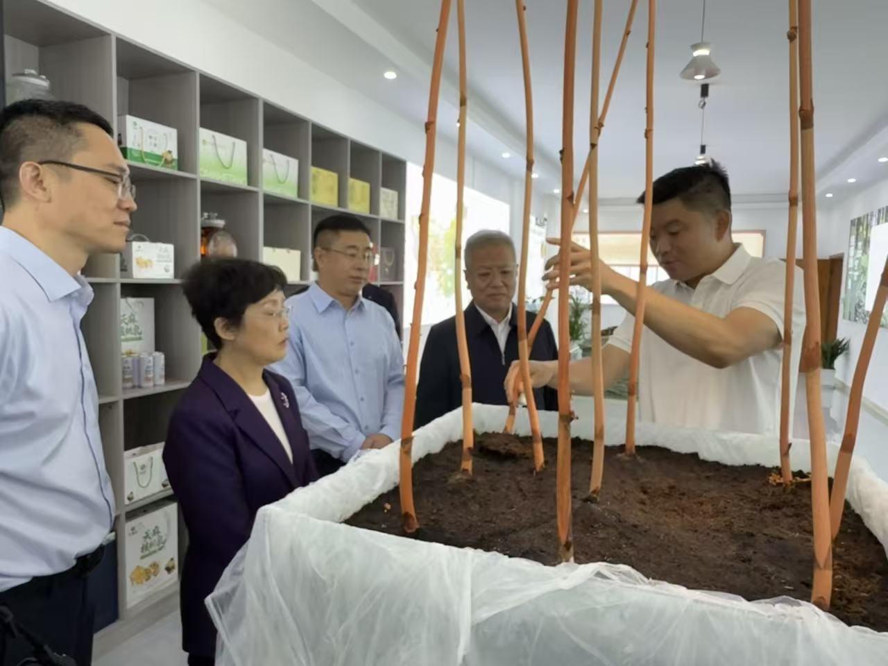 台盟中央调研组走进黔赫堂天麻基地！赋能赫章天麻产业高质量发展